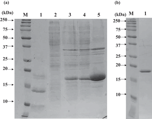 Figure 5. Expression of recombinant AKPI2 in E.coli.(a) Expression of recombinant AKPI2 protein in E. coli cells. M, Marker Lane 1, S1 fraction obtained from gel-filtration chromatograpy; Lane 2, before induction by IPTG; Lane 3, after induction by IPTG; Lane 4, soluble fraction of E.coli after sonication; Lane 5, insoluble fraction of E.coli after sonication. (b) Purified rAKPI2. M, Marker; Lane 1, rAKPI2 after Sephadex G-75 column chromatography.