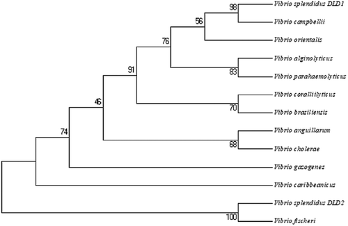 Figure 2. Unrooted phylogenetic tree of DLDs from different Vibrio spp. constructed using MEGA 5.0 software. The scale bar represents a distance of 0.1 substitutions per site. The tree was obtained by bootstrap analysis with a neighbor-joining method, and numbers on branches represent bootstrap values for 1000 replications.