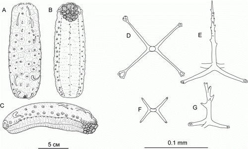 Figure 3.  Synallactes aff. crucifera, St. 48/16 Dive 162. (A–C) preserved specimen in dorsal, ventral, and lateral view; (D,E) dorsal ossicles, upper and side view; (F,G) ventral ossicles, upper and side view.