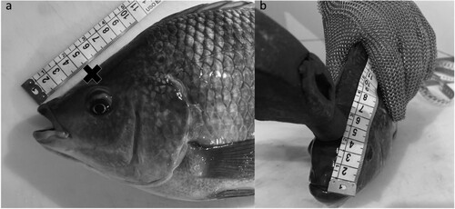 Figure 1. Indication of the position for cranial percussion blow. In image a, the ideal distance for applying the blow is observed. Image b, operator. Source: Author.