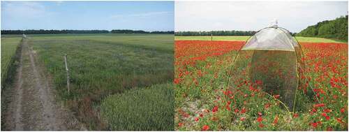 Figure 3. The overview of a wildflower strip in a homogeneous landscape (left) shows its island-like setting. A malaise trap is set out for a week in one of the wildflower parcels and targets most flying insects (right). Photographer: Viktor Szigeti (left), Zoltán Soltész (right).