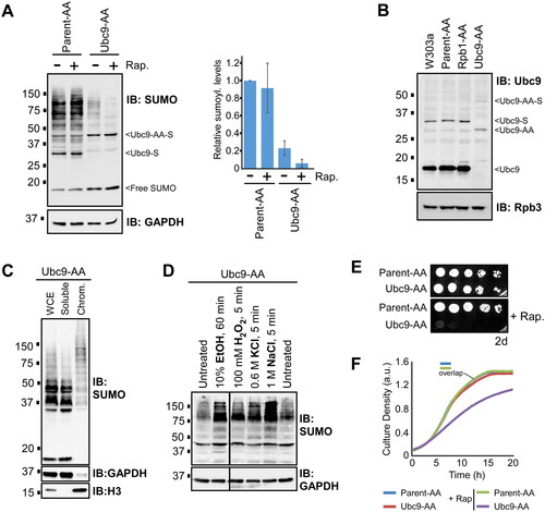 FIG 2 Yeast display very high tolerance for reduced sumoylation levels in nonstress growth conditions. (A) Cultures of the Ubc9 anchor away strain, Ubc9-AA, and its parent, Parent-AA, were left untreated or treated with rapamycin (“+Rap.”) for 30 min, then extracts were prepared and analyzed by SUMO and GAPDH immunoblots. SUMO conjugation levels were quantified by densitometry and the average and standard deviations (error bars) from three experiments are plotted at right. (B) Lysates were prepared from cultures of W303a, Parent-AA, Ubc9-AA, or from an unrelated control anchor away strain, Rpb1-AA, and analyzed by immunoblots with antibodies that recognize Ubc9 or a subunit of RNA Polymerase II, Rpb3, which serves as a loading control. (C) Chromatin fractionation was performed with the Ubc9-AA strain, and whole cell extract (WCE), soluble (i.e., nonchromatin), and chromatin fractions (Chrom.) were analyzed by immunoblots with antibodies for SUMO, GAPDH, which is predominantly cytoplasmic, and H3, which is chromatin-bound. (D) The Ubc9-AA strain was grown in the indicated conditions (see Experimental Procedures for details), then lysates were prepared and analyzed by SUMO and GAPDH immunoblot. I A spot assay was performed with the Ubc9-AA and Parent-AA strains, on either SC medium, or SC supplemented with rapamycin. Plates were imaged after 2 days of growth. (F) Cultures of the Ubc9-AA and Parent-AA strains were prepared in SC medium, with or without rapamycin, at an absorbance (595 nm) of ∼0.2, then grown for 20 h while absorbance (culture density) measurements were made every 15 min. The two Parent-AA curves are virtually indistinguishable and are therefore marked with “overlap.” Triplicate cultures were grown for each sample, and the average values were plotted to create the growth curves shown. Values for average absorbance measurements and standard deviations for each triplicate set are listed in Table S5.