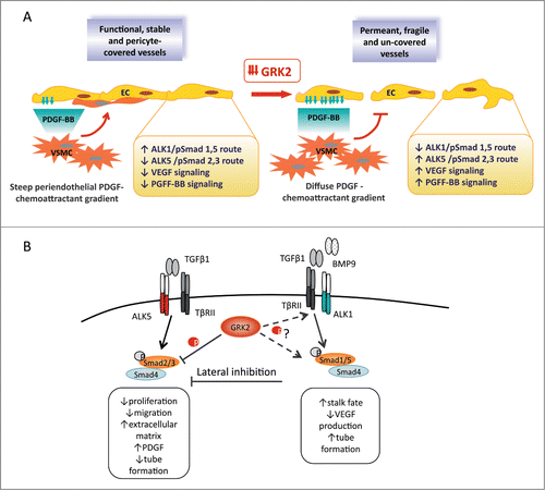 Figure 1. Endothelial-specific loss of GRK2 impairs maturation and vascular remodeling in adult and developmental angiogenesis. (A) Functional angiogenesis encompasses several sequential and interdependent steps that require proper control of GRK2 expression. The initial activation phase involves perivascular cell detachment from pre-existing vessels, and the specification of activated endothelial cells into tip and stalk populations as a result of the integration of VEGF, ALK1, and PDGF signals with the Notch pathway. During the resolution phase, ECs cease to migrate and proliferate and, instead, initiate tubulogenesis and membrane basement formation. Downmodulation of GRK2 deregulates the downstream signaling to such co-operating factors of endothelial specification, which might alter tip/stalk specification and/or the maintenance of activated ECs. Vessel maturation and remodeling also occur in the resolution phase, as mural cells are recruited for endothelial tube investment. Increased secretion of the mural cell attractant PDGF by GRK2-deficient endothelial cells could disturb the local gradients needed to drive adequate intercellular apposition of pericytes with ECs. (B) GRK2 regulates the TGFβ-dependent state of the endothelium via simultaneous modulation of the ALK5 and ALK1 pathways. GRK2 downmodulation not only decreases direct inhibition of Smad2/3 (in a kinase activity-dependent manner) but could also alleviate ALK1 signaling-mediated lateral inhibition of the ALK5 pathway. Stronger activation of ALK5 with concurrent attenuated ALK1 signaling might alter the balance between the activation and resolution phases of angiogenesis, thereby impairing sprouting and maturation. ALK, activin receptor-like kinase; EC, endothelial cell; PDGF, platelet-derived growth factor; TGFβ1, transforming growth factor beta 1; VEGF, vascular endothelial growth factor.
