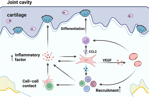 Figure 2 ASFs mediate the inflammatory response. Subchondral ASF-rich tissue is infiltrated with inflammatory cells in the early phase of disease. Vascular endothelial growth factor (VEGF) `released by ASFs may support angiogenesis, which is supposed to allow inflammatory factors and immune cells to access and participate in the inflammatory environment. Biomechanical forces in joints would cause fibroblasts to secrete CCL2 among other chemokines responsible for the attraction of inflammatory monocytes towards biomechanically exposed sites and lead to the differentiation of these cells into osteoclasts. Inflammatory factors may enhance the destructive properties of ASFs, including tumour necrosis factor (TNF)-α, IL-6 and IL-1b. In turn, activated ASFs further enhance the inflammatory cycle by producing inflammatory factors themselves. Moreover, cell–cell contact between ASFs and inflammatory cells enhances the activation of ASFs, increasing the release of inflammatory cytokines. These factors, in turn, recruit, activate and promote the differentiation of multiple cell types that contribute to the inflammatory cycle, which may promote the inflammatory response. Created with Biorender.com.