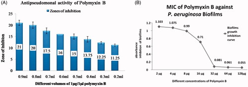 Figure 3. Minimum inhibitory concentration of Polymyxin B (A) MIC of Polymyxin B (Agar well diffusion method) (B) MIC of Polymyxin B against P. aeruginosa biofilm.