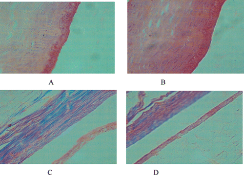 Figure 7.  Histopathology microscopy of the ocular tissues after treated with TLPG for 7 days. A–B: cornea of non-treated (A) and treated with TLPG (B); C–D:conjunctiva of non-treated (C) and treated with TLPG(D).
