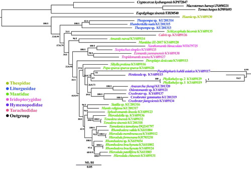 Figure 1. Phylogenetic tree of the relationships among 39 species of Mantodea including Xanthomantis bimaculata and four species of Blattodea, were based on the nucleotide dataset of the 13 mitochondrial protein-coding genes. Numbers around the nodes are the posterior probabilities of BI (right) and the bootstrap values of ML (left). The GenBank numbers of all species are shown in the figure.