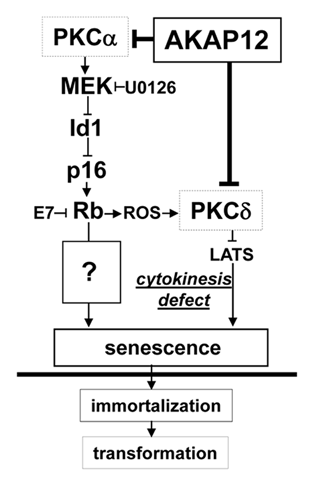 Figure 6 Model of Akap12 regulation of senescence through PKC isozyme scaffolding.