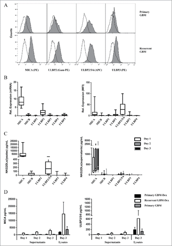 Figure 4. NKG2DLs are expressed and released from short-term GBM tumor cell cultures. Short term GBM primary tumor cells were analyzed for NKG2DLs expression by FCM and qRT-PCR. (A) Representative FCM analysis of NKG2DLs surface expression after staining with mAb MICA-PE, ULBP2/5/6-APC, ULBP3-PE, or ULBP2 followed by goat-anti-mouse (Gam) Ig-PE as indicated (gray histograms). Open histograms represent appropriate isotype controls. (B) Summary of data obtained from 12 short-term GBM primary cell cultures. mRNA levels (left panel) and FCM results (MFI normalized to isotype controls; right panel) of all analyzed NKG2DLs are depicted. (C) NKG2DLs levels in cell lysates (left panel) and cell culture supernatants (right panel) of GBM short-term cell cultures were analyzed with Luminex assay. Culture media of GBM short-term cell cultures were collected at 3 time points (day 1,2,3) and cells were lysed at the end of the experiment (on day 3). The median values of the amounts of sNKG2DLs (pg/mL) of 9 different GBM short-term cell cultures are depicted. (D) Soluble and cellular MICA (left panel) and ULBP2/5/6 (right panel) were analyzed separately in short-term GBM cell cultures from patients with primary GBM (Primary GBM, n = 2), patients with primary GBM treated with steroids (Primary GBM-Dex, n = 7), and patients with recurrent GBM (Recurrent GBM-Dex, n = 3).