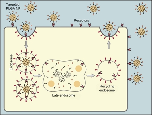 Figure 6 Internalization of targeted polylactide-co-glycolide nanoparticles via receptor-mediated endocytosis. Since specific receptors are overexpressed on tumor cells, the nanoparticles are selectively uptaken by the tumor cells via receptor–ligand interaction.Abbreviations: PLGA, polylactide-co-glycolide; NP, nanoparticles.