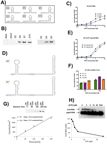 Figure 3. Requirements for CoA-RNA formation by PPAT. (A) six model RNA sequences (22 nucleotides each) containing a stable stem-loop structure with variable distances from the 5’ termini. (B) BK-CoA-RNA formation using 14C-labelled BKPP and unlabelled pppRNA from (A). The enzyme accepts D4, D5, D7, and D10 RNA as substrates but not D2 or D3 RNA. (C) relative PPAT binding affinities for D2 and D7 RNA were determined in nitrocellulose filter binding assays using trace amounts of radiolabelled RNA and the indicated PPAT concentrations; n = 3 independent measurements for all binding assays. (D) sequences and predicted secondary structures (mfold) for D2* and D7* RNAs. Red nucleotides are indices used for in vivo activity evaluations (fig. 4). (E) evaluation of D2* and D7* RNA binding to PPAT as in (C); n = 3. (F) evaluation of D7, D7 + 1 G, and D7 5’ OH RNA binding to 1 or 3 μM PPAT. (G) D4 and D10 relative rate comparison by incubating 10 μM D4 and D10 RNA at 37°C with 200 μM BKPP and 500 nM PPAT for 1–4 hr. Products were separated by PAGE and visualized by phosphorimaging. The band intensity (counts/mm2) was plotted against incubation time, and linear regression was used to derive the slope (counts/mm2/min), yielding similar reaction rates. (H) ATP inhibition of CoA-RNA synthesis using 500 nM PPAT, 200 μM pPant and 10 µM 32P-labelled 5 mer pppRNA, 4 h at 37°C.