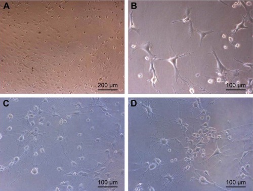 Figure 4 Morphological changes in BM-MSCs after treatment with BME after overnight incubation.
