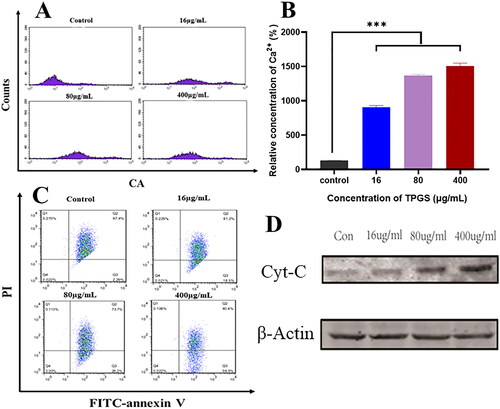 Figure 2. TPGS-induced mitochondrial damage in MCF-7-ADR cells. (A) The effects of different TPGS concentrations (0, 16, 80, and 400 μg/mL) on intracellular Ca2+ levels in MCF-7-ADR cells, (B) relative Ca2+ concentration differences at different TPGS concentrations (0, 16, 80, and 400 μg/mL) in MCF-7-ADR cells, (C) the effects of different TPGS concentrations (0, 16, 80, and 400 μg/mL) on mitochondrial membrane potential, (D) the effects of different TPGS concentrations on mitochondrial cytochrome C release (n = 3, ***p < 0.001).