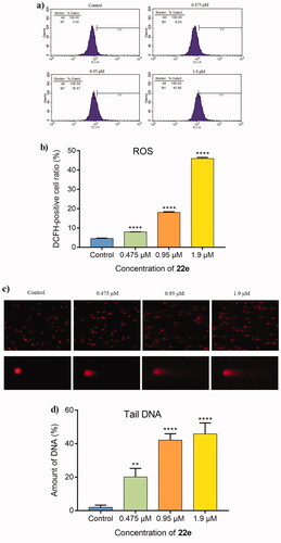 Figure 4. (a) MDA-MB-231 cells were treated with 22e (0, 0.475, 0.95 and 1.9 μM), and then were cultured with DCFH-DA. The generation of ROS was measured by flow cytometry. (b) Corresponding histograms of DCFH-positive cell ratio were showed. (c) MDA-MB-231 cells were incubated with 22e (0, 0.475, 0.95 and 1.9 μM). comet assay was used to evaluated DNA damage and photomicrographs were provided. (d) Tail DNA% were measured and showed in corresponding histograms. Data are represented as mean ± SD of three independent experiments. **p < 0.01, ****p < 0.0001 versus control group.