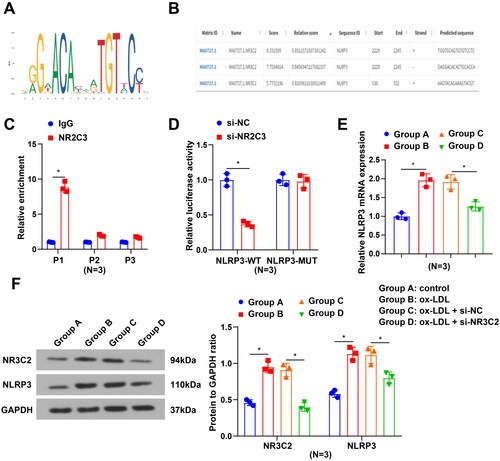Figure 4. NR3C2 transcription promotes NLRP3 expression A, the logo for the NR3C2 transcriptional regulatory site; B, NR3C2 binding sites in the NLRP3 promoter region were forecasted by Jaspar; C, the binding relation of NR3C2 and NLRP3 was validated by ChIP-qPCR assay; D, interactions between NR3C2 and NLRP3 were confirmed by dual luciferase reporter gene assay; E, NLRP3 mRNA expression was examined by RT-qPCR; F, protein expression of NR3C2 and NLRP3 was assessed by Western blot assay. All experiments were repeated three times (N = 3). * p < 0.05. Group A (control group): HCAECs were exposed to 0 μg/mL ox-LDL; Group B (ox-LDL group): HCAECs were exposed to 50 μg/mL ox-LDL; Group C (ox-LDL + si-NC group): HCAECs were transfected with si-NC and exposed to 50 μg/mL ox-LDL; Group D (ox-LDL + si-NR3C2 group): HCAECs were transfected with si-NR3C2 and exposed to 50 μg/mL ox-LDL.