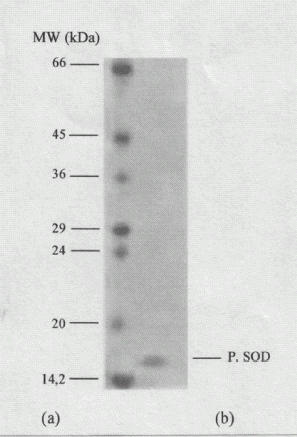 Figure 2. Separation differences in SDS-PAGE. (a) Molecular weight markers. (b) purified chicken heart CuZnSOD.