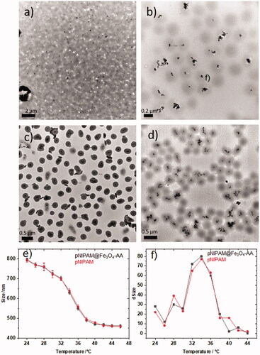 Figure 4. TEM images of pNIPAM@Fe3O4-AA prepared at different cross-linker percentages: (a) 0, (b) 2.5, (c) 5 and (d) 7%; (e) hydrodynamic diameter of the pNIPAM@Fe3O4-AA (black line) and pure pNIPAM (red line) microgels in function of temperature; (f) change of particle size in function of temperature for pNIPAM@Fe3O4-AA (black line) and pure pNIPAM (red line) microgels. The coalescence temperature is 34 ºC in both cases.