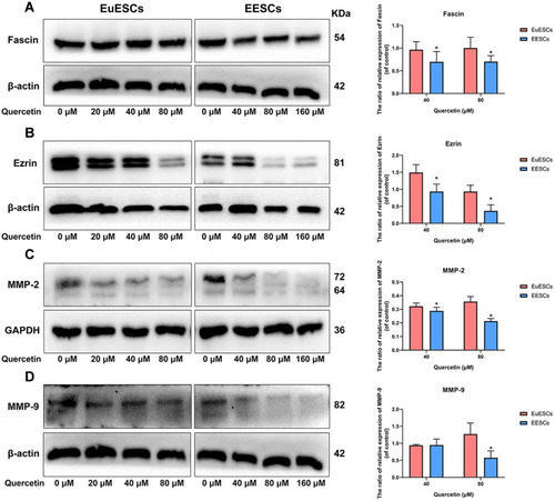 Figure 6 Quercetin downregulates the expression of migration- and invasion-related proteins in EuESCs and EESCs. (A, B) Western blot for the detection of cell migration markers (Fascin and Ezrin) in EuESCs and EESCs after treatment of different concentrations of quercetin (EuESCs: 0, 20, 40, and 80 μM; EESCs: 0, 40, 80, 160 μM) for 72 h. The bar graphs represented the ratios of Fascin and Ezrin relative expressions between quercetin treatment group (40 or 80 μM) and control group (0 μM). (C, D) Western blot for the detection of cell invasion markers (MMP-2 and MMP-9) in EuESCs and EESCs after treatment of different concentrations of quercetin (EuESCs: 0, 20, 40, and 80 μM; EESCs: 0, 40, 80, 160 μM) for 72 h. The bar graphs represented the ratios of MMP-2 and MMP-9 relative expressions between quercetin treatment group (40 or 80 μM) and control group (0 μM). Data were presented as mean ± SD; *P <0.05 vs EuESCs group. Each experiment was performed three times. Data were presented as mean ± SD; *P <0.05 vs EuESCs group. Each experiment was performed three times.