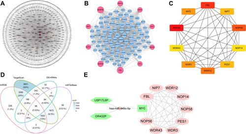 Figure 4 (A) The PPI networks of co-DEmRNAs. This network includes 3712 edges and 621 nodes. The circles represent genes, and the lines represent interactions between the proteins encoded by the genes. (B) The PPI networks of top 100 co-DEmRNAs. All the circles are proteins encoded by top 100 co-DEmRNAs. The red colors represent the 10 highest degree genes and the circles with blue represent the remaining genes. (C) Screening of hub genes. The hub genes were identified by filtering according to the criterion of degrees >10 criteria using the cytoHubba plugin in Cytoscape software. The lines represent interactions between the proteins encoded by the genes. 10 nodes and 38 edges were involved. (D) Venn diagram showing the number of distinct and overlapping RNAs among the co-DEmRNAs and the RNAs identified with Targetscan, miRDB, and miRTarBase. The overlapping areas show the co-DEmRNAs identified by three online tools. (E) Interaction of RNAs in the USP17L6P and OR4G2P-associated ceRNA network. The hexagon nodes and diamond node represent the lncRNAs and miRNA, respectively. The rectangle nodes represent miR-449c-5p targeted mRNAs. The ellipse nodes are the top 10 hub co-DEmRNAs in the network. The up and downregulated genes are colored in red and green, respectively.