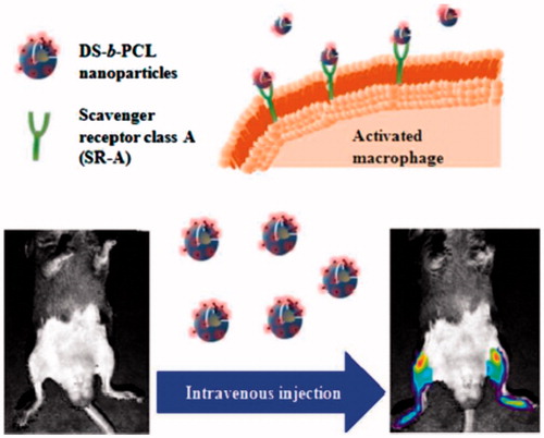 Figure 2. Schematic illustration of targeting mechanism of DS-b-PCL nanoparticles as the constituents of diagnostic and therapeutic formulations for RA (Reproduced with permission from Royal Society of Chemistry [Citation19]).