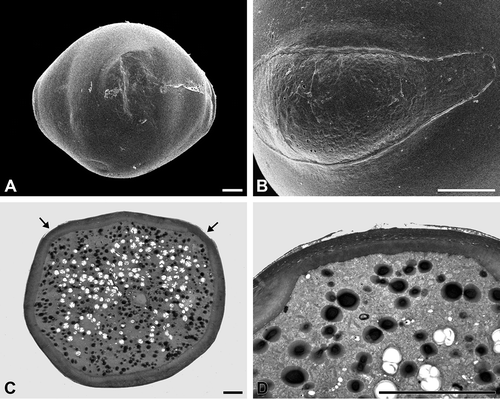 Figure 7. A, B. Vinca minor (SEM): A. Tetracolporate pollen grain in equatorial view; B. Close-up of a colporus. C, D. Vinca major (TEM): C. Pollen grain in cross section. The inconspicuous apertures are equipped with a thin intine (arrows); D. Cross section of an aperture, note the exine with partially ruptured tectum and thin intine. Scale bars – 10 μm.