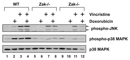 Figure 6. Doxorubicin and vincristine activated p38 MAPK through ZAK. BMDM from WT or Zak−/− mice were treated with doxorubicin, vincristine, or both for 12 h. Western blots of cell lysates were processed using antibodies against phosphorylated JNK, phosphorylated p38 MAPK, or total p38 MAPK.