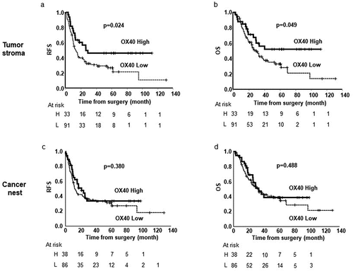 Figure 2. Kaplan–Meier estimates of relapse-free survival (RFS) (a) and overall survival (OS) (b) of the patients with tumors stratified by the infiltration of OX40+ lymphocytes in tumor stroma. Kaplan–Meier estimates of RFS (c) and OS (d) of the patients with tumors stratified by the expression of OX40+ lymphocytes in cancer nest. Vertical bars indicate the censored cases at the data cutoff point