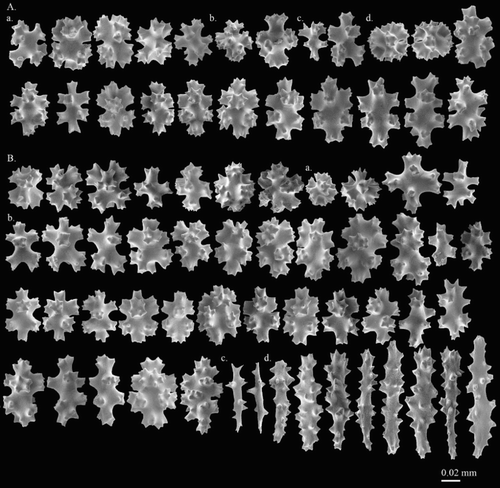 Figure 8. Hemicorallium aurantiacum sp. nov. Holotype, MNHN-IK-2011-1580: (A) Cortical sclerites, (a) 6-radiates, (b) criss-cross, (c) 7-radiates, (d) spherical 8-radiates; (B) sclerites from autozooid, (a) spherical 8-radiates, (b) 7-radiates, (c) spiny spindles, (d) long spindles.