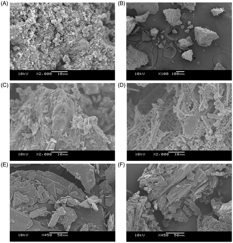 Figure 2. SEM photomicrographs obtained from (A) and (B) water insoluble fraction of U. tomentosa (WIF), (C) fluconazole, (D) freeze-dried WIF-fluconazole mixture, (E) terbinafine, (F) freeze-dried WIF-terbinafine association.