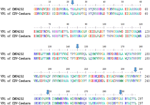 Fig. 2 Variation of the VP1 amino acid sequences between CMU4232 and CDV-Isehara strains.In total, there were 297 amino acids in the VP1 protein of EV-A71, and five residue variations (22 H/Q, 145 A/E, 237 N/T, 249 V/I, and 289 A/T) were found in the VP1 amino acid sequence between CMU4232 and CDV-Isehara strains