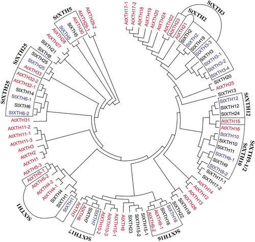 Figure 1. Phylogenetic tree of XTH genes from Arabidopsis thaliana (L.) Heynh. (AtXTH), Solanum lycopersicum L. (SlXTH) and putative XTH genes from Solanum tuberosum L. (StXTH). The phylogenetic tree was constructed by the neighbor-joining method with 5000 bootstrap replications using MEGA X.