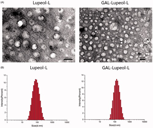 Figure 1. (A) SEM image of liposome; (B) dynamic light scattering of liposomes.
