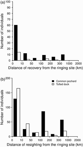 Figure 3. Distribution of movement distances between the ringing site and the site of recovery (a) or the site of resighting (b) (randomly drawn resighting locations among all available resighting locations), performed by Common Pochards and Tufted Ducks during the same wintering season of ringing. The time interval between ringing and recovery was 17.8 ± 13.7 days (1–59) for Tufted Duck and 31 ± 21.6 days (1–92) for Common Pochard. The time interval between ringing and resighting was 37.8 ± 36 days (0–154) for Tufted Ducks and 45.5 ± 36.9 days (0–149) for Common Pochards.