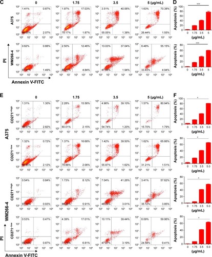 Figure 1 CONP induced apoptosis of melanoma stem cells in A375 and WM266-4 melanoma cell lines in vitro.Notes: (A) Representative flow cytometry graphs illustrated that the ratio of CD271 positive cells in A375 was 30% and in WM266-4 cells was 45%. (B) In vivo tumorigenicity of CD271+/high and CD271−/low cells in A375 cells determined by subcutaneous injection in NOD/SCID mice with 103 cells, respectively. The growth rate of CD271+/high cell tumors was lower than that of CD271−/low cell tumors in NOD/SCID mice. Six mice per group. (C,D) Representative flow cytometry dot plots and graphs of apoptosis and necrosis showed the ratio of apoptosis and necrosis cells in A375 and WM266-4 cells incubated in CONP medium for 48 hours significantly increased in dosage-dependent manner, n=3. (E,F) Representative flow cytometry dot plots and graphs of apoptosis and necrosis of CD271+/high and CD271−/low cells in A375 and WM266-4 cells showed similar apoptosis and necrosis ratio of CD271+/high as CD271−/low cells after A375 and WM266-4 cells were incubated in CONP medium for 48 hours. Representative images were showed, n=3. The error bars represent ± standard deviation (*P<0.05, ***P<0.001); n= biological replicates.Abbreviations: CONPs, cuprous oxide nanoparticles; NOD-SCID, nonobese diabetic-severe combined immunodeficiency.