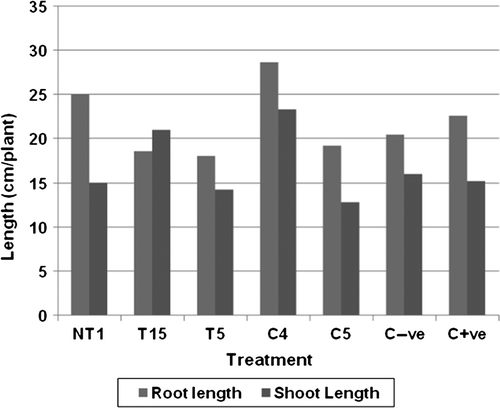 Figure 4.  Influence of PGPR on root and shoot length of tomato plants in the presence of 2% NaCl. C−ve: Control plants without added stress and PGPR: C+ve: Control plants with added salinity but without PGPR. Results showed significant difference at 1% level.