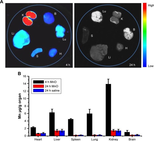 Figure 6 (A) NIRF images of major organs from normal mice at 4 and 24 hours post-injection of MnO-PEG-Cy5.5 nanoparticles. (B) Mn biodistribution in heart, liver, spleen, lung, kidney and brain of mice at 4 or 24 hours post-injection of MnO-PEG-Cy5.5 nanoparticles or pure saline illustrated by ICP-OES. Data are expressed as means ± SD.Notes: H, heart; Li, liver; S, spleen; Lu, lung; K, kidney; B, brain.Abbreviations: ICP-OES, inductively coupled plasma-optical emission spectroscopy; NIRF, near-infrared fluorescence.