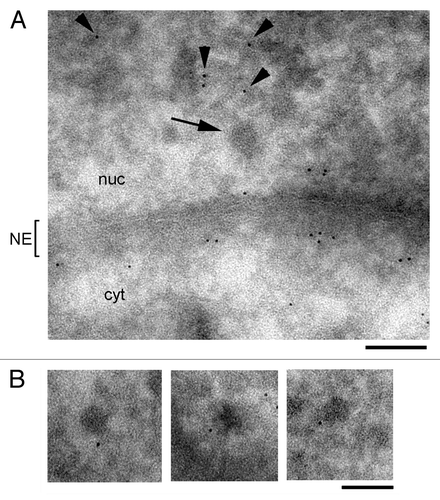 Figure 8. Immuno-EM analysis of profilin in the nucleoplasm of the salivary gland cells. Thin cryosections of salivary glands were stained with ab1 against profilin. A secondary antibody conjugated to 6-nm colloidal gold particles was used to visualize the immunolabelling. (A) Overview of a nucleoplasmic region near the nuclear envelope (NE). The arrow points to a BR mRNP particle. The arrowheads point at immuno-gold markers in the nucleoplasm. (B) Three examples of immuno-gold labeling in the vicinity of BR mRNP particles in the nucleoplasm of the salivary gland cells. The bars represent 100 nm.