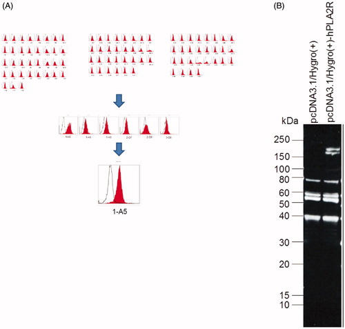 Figure 1. Stable expression of PLA2R in the HEK293T cells. (A) Flow cytometry showed the expression of PLA2R on the surface of HEK293T cells. The mean fluorescence intensity of PLA2R (red) and of an isotype control (white) are shown. (B) Western blot showed that the PLA2R transfected HEK293T cells expressed the PLA2R transgene between 150 and 250 kD (right lane), while in the mock-transfected cell line (left lane) no positive signal could be detected.