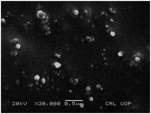 Figure 6. Scanning electron microscope image of NFM-3.