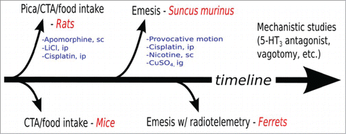 Figure 1. A proposed generalized approach timeline to emesis research. Initial research may indicate an emetic liability using rodents (rats and mice) in conditioned taste aversion (CTA) or pica (clay ingestion) experiments. This could be followed by emesis testing in Suncus using stimuli known to activate peripheral and central pathways. Ferrets would be used in later experiments with radio-telemetry to measure abdominal contractions and emesis over potentially a longer time scale. Additional research may proceed with using well established anti-emetic agents and ablation of nerves to test for specific mechanisms. Common test agents and routes of administration are listed (e.g., lithium chloride, LiCl, intraperitoneal, ip; cooper sulfate; nicotine, subcutaneous, sc; CuSO4, intragastric, ig).