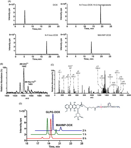 Figure 2. Comprehensive characterization of MAHNP-DOX. (A) The HPLC chromatograms of free DOX, N-Fmoc-DOX, N-Fmoc-DOX-14-O-hemiglutarate and MAHNP-DOX. The separation was performed on an XBridge®Prep OBDTM C18 column (5 μm, 19 × 150 mm; Waters, Milford, MA, USA) at room temperature. The flow rate was 0.3 mL/min with a mobile phase consisted of solvent A (water with 0.1% FA) and solvent B (ACN). The gradient was as follows: B 0 min (10%) → 15 min (90%) → 20 min (90%) → 25 min (10%). (B) The parent ion spectrum of MAHNP-DOX. The mass spectrometer was interfaced with an electrospray ion source and operated in the positive mode. Q1 and Q3 were both set at unit resolution. The flow of the drying gas was 10 L/min, while the drying gas temperature was held at 350 °C. The electrospray capillary voltage was optimized to 4000 V. The nebulizer pressure was set to 45 psi. The data were collected and processed using the Agilent MassHunter Workstation Software (version B.01.04). (C) The product ion spectrum of MAHNP-DOX. The collision energy was set at 30 eV. *=unique product ions of DOX. (D) HPLC profile of MAHNP-DOX cleavage after the treatment of conditioned medium from NIH-3T3 cells. The analysis was performed on XBridge™ C18 column (5 μm, 4.6 × 250 mm; Waters, Milford, MA, USA) at room temperature. The flow rate of HPLC was 0.3 mL/min with a mobile phase consisted of solvent A (water with 0.1% FA) and solvent B (ACN). The gradient was as follows: B 0 min (10%) →15 min (90%) →20 min (90%) →25 min (10%).