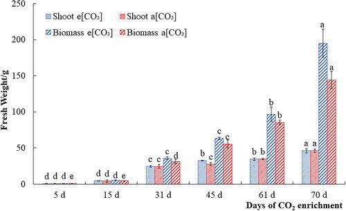 Figure 1. Effect of CO2 enrichment on the weight of stems and roots. Biomass was measured after 5, 15, 31, 45, 61 and 70 days following the application of CO2. Small letters represent significant differences (p < 0.05). Labels in the figures below are the same.