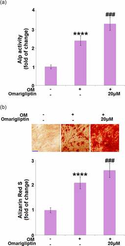 Figure 2. The effect of Omarigliptin on ALP activity and mineralization in MC3T3‑E1 cells. Cells were cultured with osteogenic medium (OM) and Omarigliptin (20 μM) for 14 days. (a) The Alp activity; (b) Alizarin Red S staining assay in MC3T3-E1 cells. Scale bar, 200 μm (****, P < 0.0001 vs. vehicle group; ###, P < 0.001 vs. OM treatment group, n = 6)