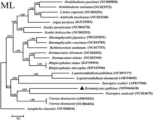 Figure 1. Phylogenetic relationships of Dermanyssus gallinae and other species based on mitochondrial sequence data.