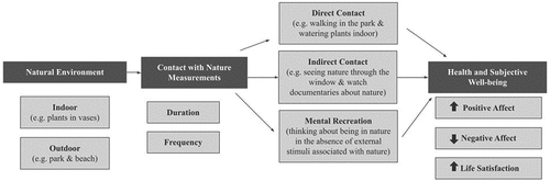 Figure 1. Theoretical model representing how different ways of connecting with nature can improve well-being (adapted from Hartig et al., Citation2014; H. Li et al., Citation2021).