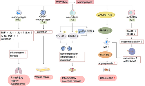 Figure 4 WKYMVm and macrophages. WKYMVm reduces the infiltration of macrophages at the lesion sites, downregulates the expression of pro-inflammatory cytokines (TNF-α, IL-1β, IL-1α and IL-6) and upregulates the production of anti-inflammatory cytokines (IL-10 and TGF-β), thus playing a therapeutic role in lung injury, sepsis, and scleroderma. WKYMVm promotes the infiltration of CD68+ macrophages into wounds to facilitate wound repair. WKYMVm downregulates the expression of osteoclast marker genes, inhibits the differentiation and maturation of osteoclasts, and plays a protective role in inflammatory osteolytic disease. WKYMVm promotes M2 macrophages polarization and PDGF-BB secretion, thereby contributing to angiogenesis and bone repair.