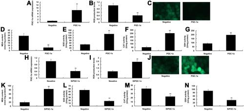 Figure 3 PGC-1α inhibited ROS-induced oxidative stress in vitro model. PGC-1α mRNA expression (A), ROS production levels (B and C), MDA SOD, CAT and GSH activity levels (D–G) by over-expression of PGC-1α; PGC-1α mRNA expression (H), ROS production levels (I and J), MDA SOD, CAT and GSH activity levels (K–N) by down-regulation of PGC-1α. Negative, negative group; PGC-1α, over-expression of PGC-1α group; si-PGC-1α, down-regulation of PGC-1α group. **p<0.01 versus DMMI mice group.