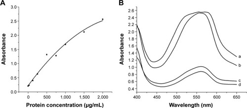 Figure 4 Calibration curves of insulin and estimation of insulin content in SWCNTs after dialysis.Notes: (A) Absorbance–protein concentration response curve obtained using BSA standards, and absorbance was measured at a wavelength of 562 nm. (B) UV–visible absorbance measurements of the samples using BCA assay of (a) pure insulin, (b) SWCNT–insulin before dialysis, (c) 2 days dialysated SWCNT–insulin, (d) 4 days dialysated SWCNT–insulin.Abbreviations: BCA, bicinchoninic acid; BSA, bovine serum albumin; SWCNT, single-walled carbon nanotube; UV, ultraviolet.