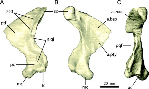FIGURE 9. Left quadrate of Erlikosaurus andrewsi (IGM 100/111). A, lateral; B, medial; and C, caudal views. Abbreviations: a.bsp, basisphenoid articulation; a.exoc, exoccipital articulation; a.pty, pterygoid articulation; a.qj, quadratojugal articulation; a.sq, squamosal articulation; ac, accessory condyle; lc, lateral condyle; mc, medial condyle; pc, external pneumatic chamber; pqf, paraquadrate foramen; ptf, pterygoid flange; sc, squamosal capitulum.