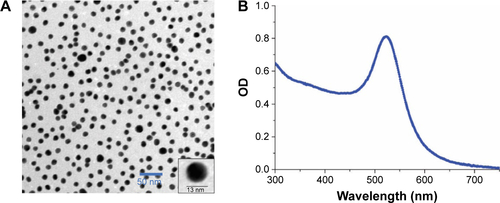 Figure S1 Characterization of self-synthesized 13 nm gold nanoparticles.Notes: (A) TEM image of 13 nm gold nanoparticles. Scale bar: 50 nm. Inset image shows a single 13 nm gold nanoparticle. (B) UV–vis spectrum of 13 nm gold nanoparticles.Abbreviations: TEM, transmission electron microscope; UV-vis, ultraviolet-visible spectrophotometry; OD, optical density.